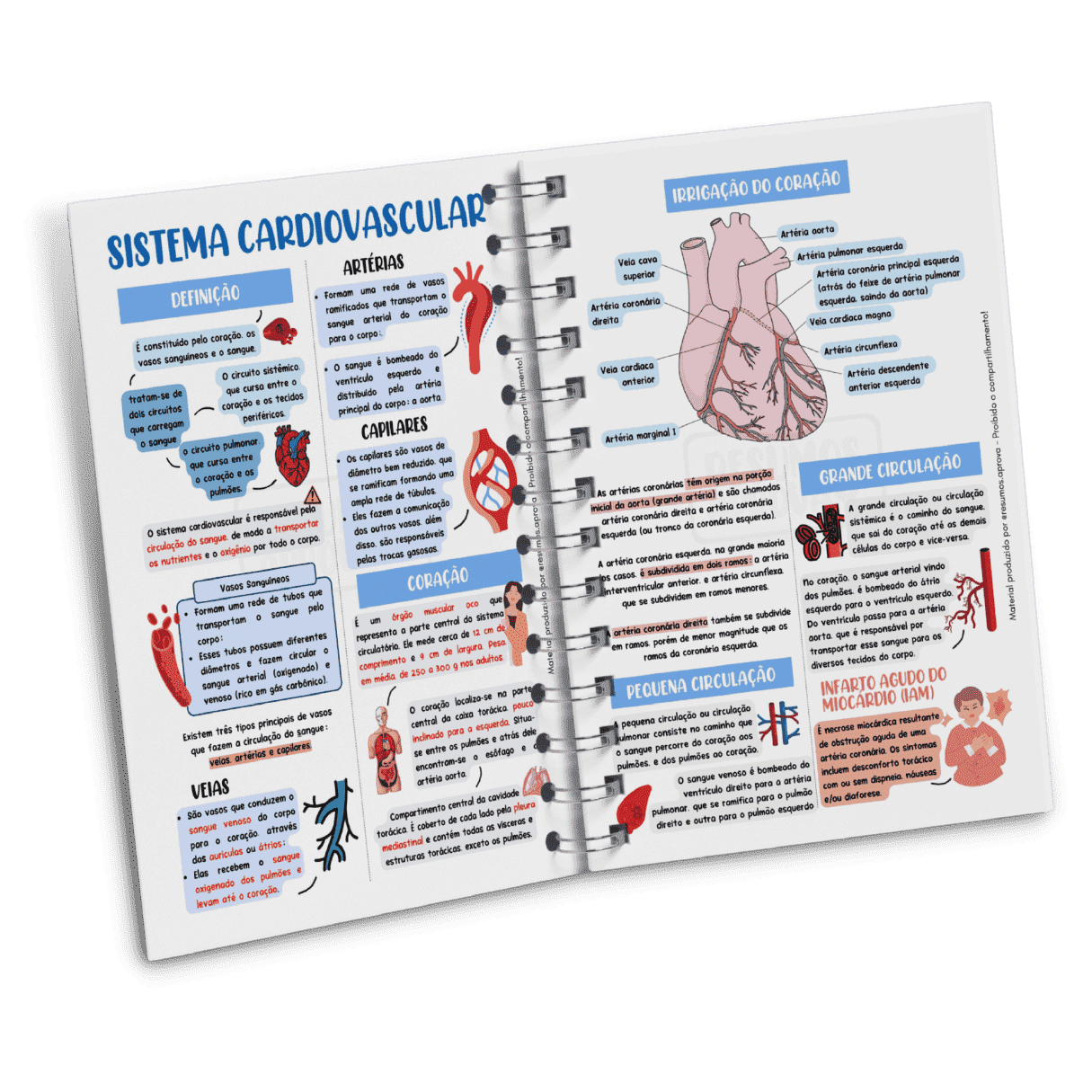 Resumo De Anatomia Humana, Resumos Anatomia